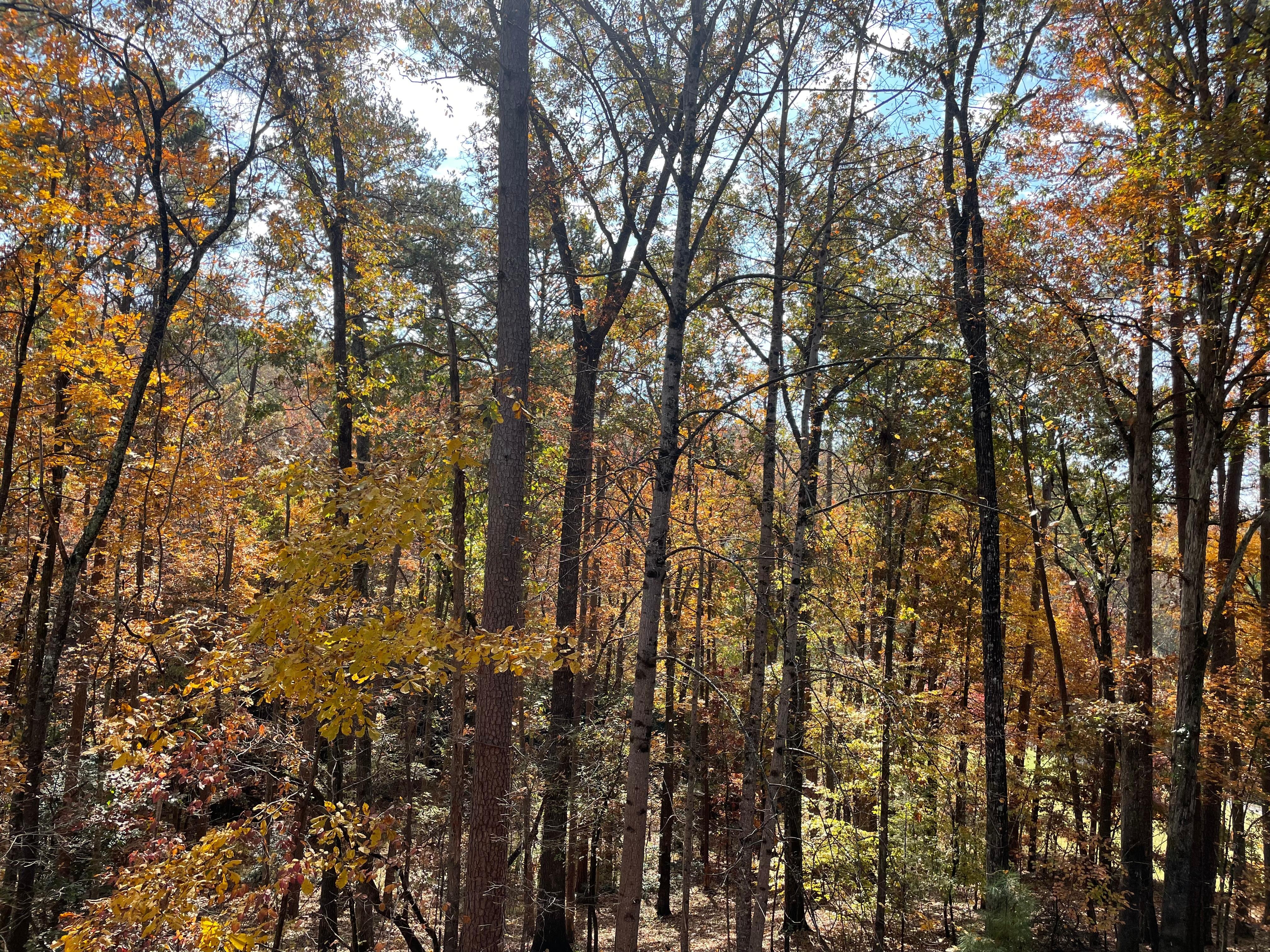 The view from the deck