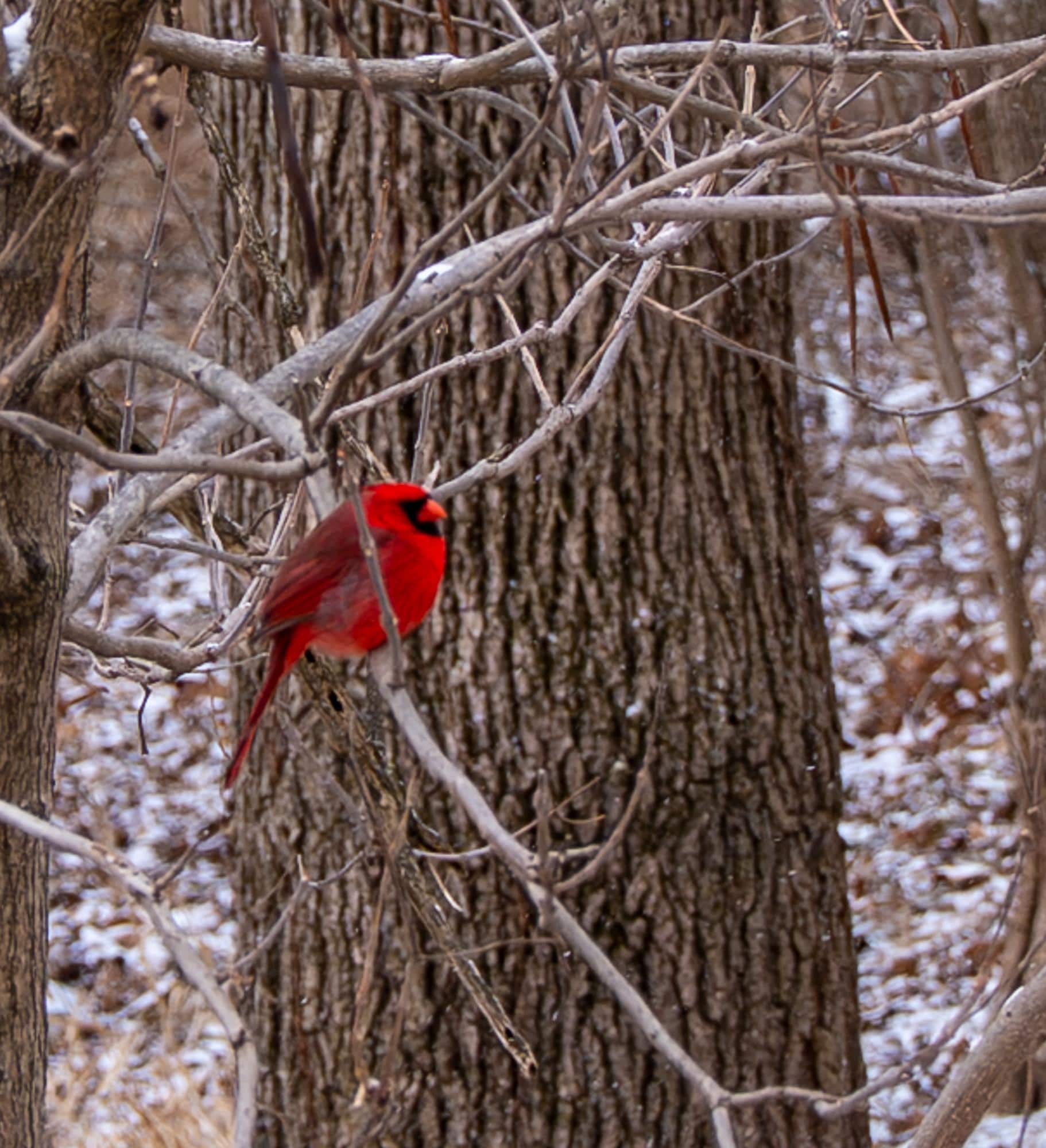 Tons of birds around!