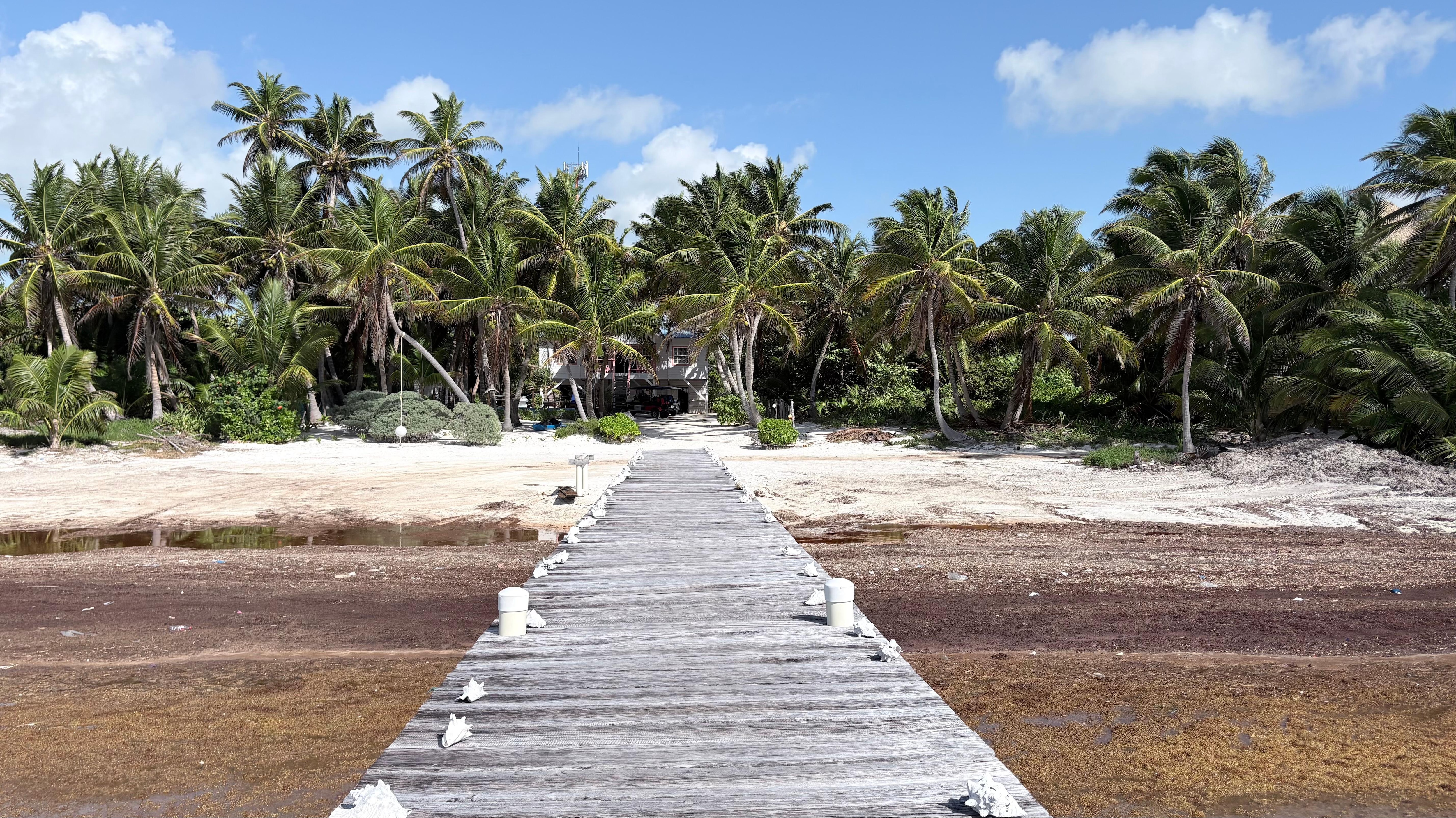 From the palapa
