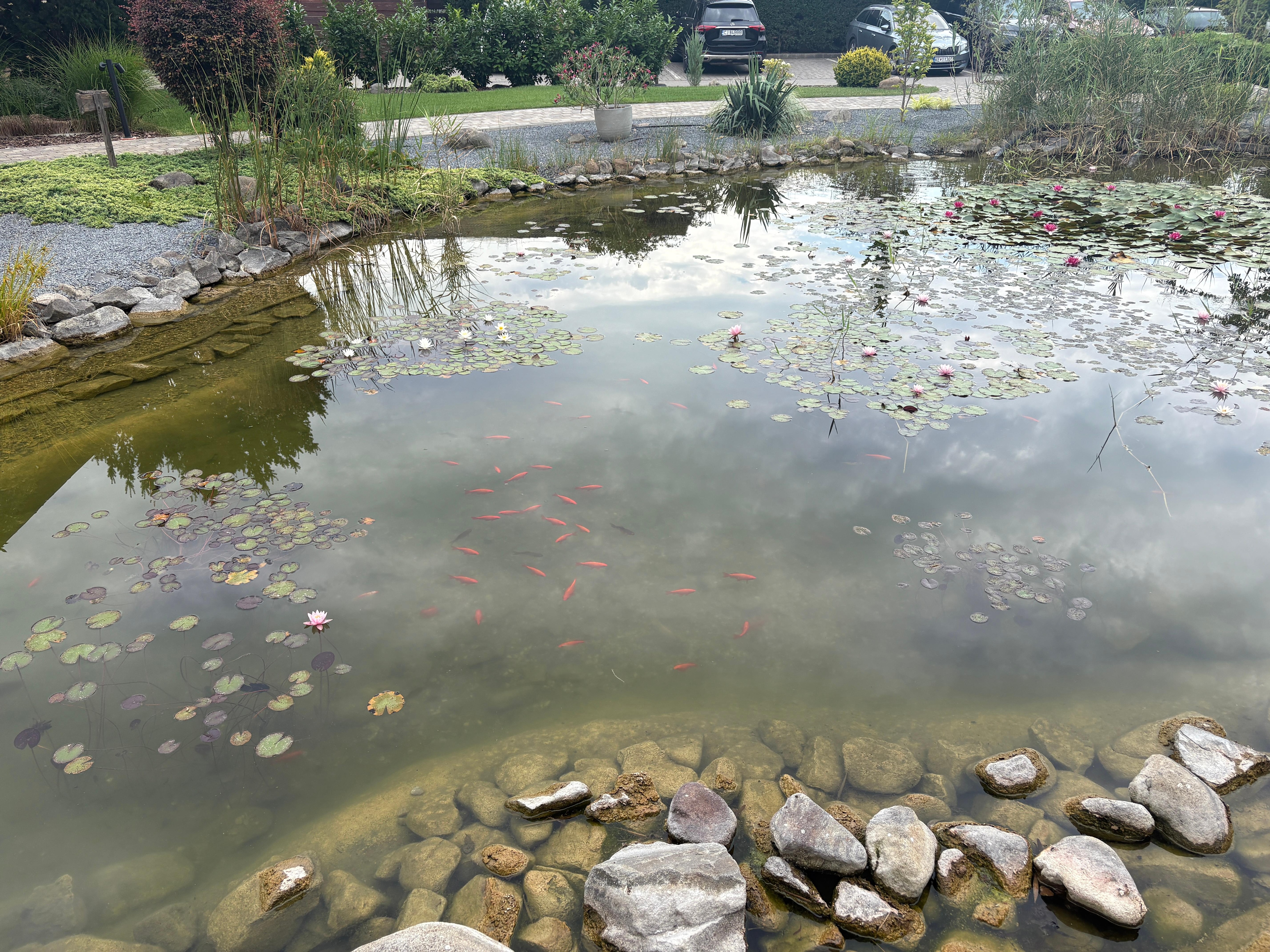 Koi pond (no mosquitoes)