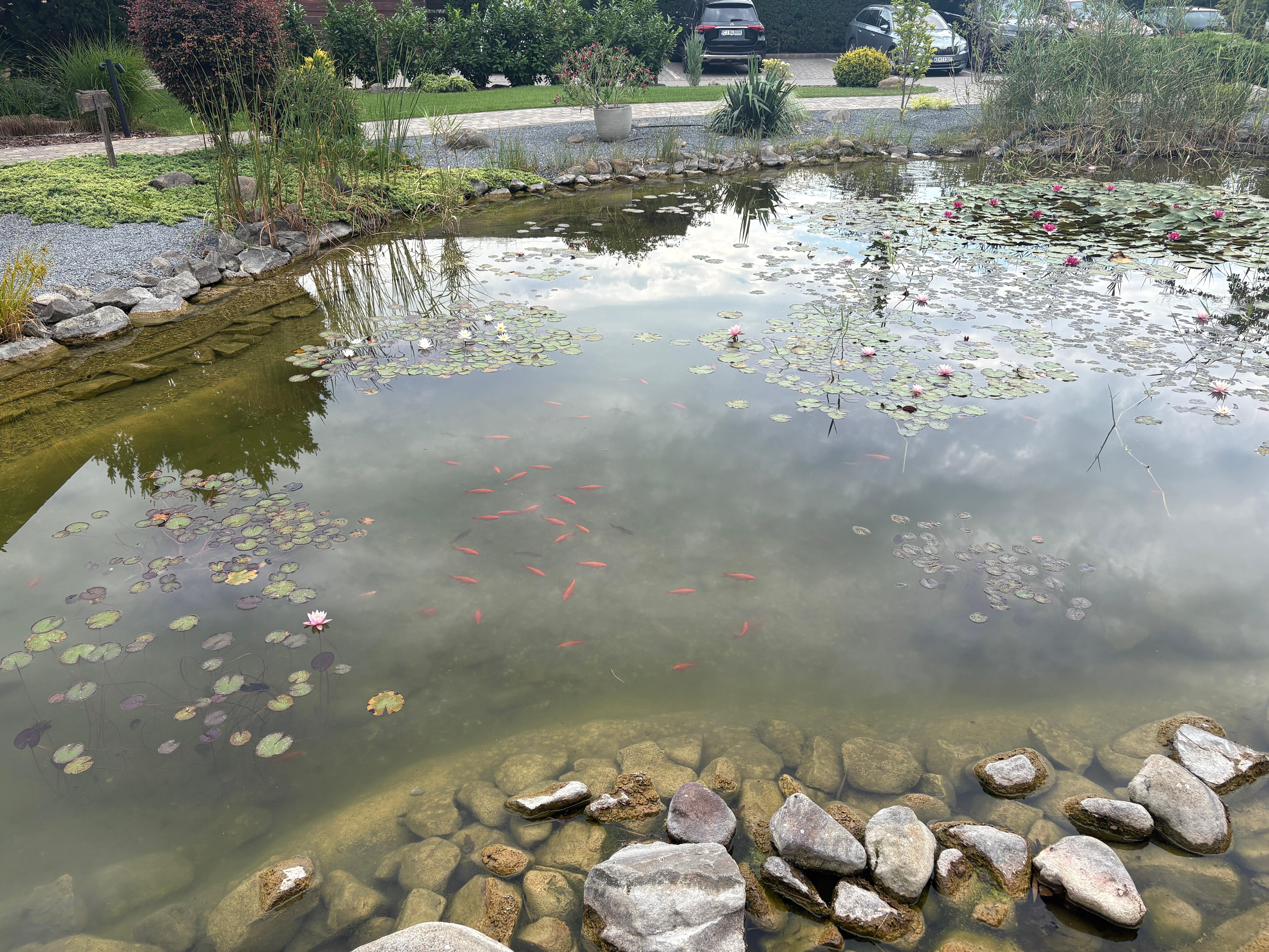 Koi pond (no mosquitoes)