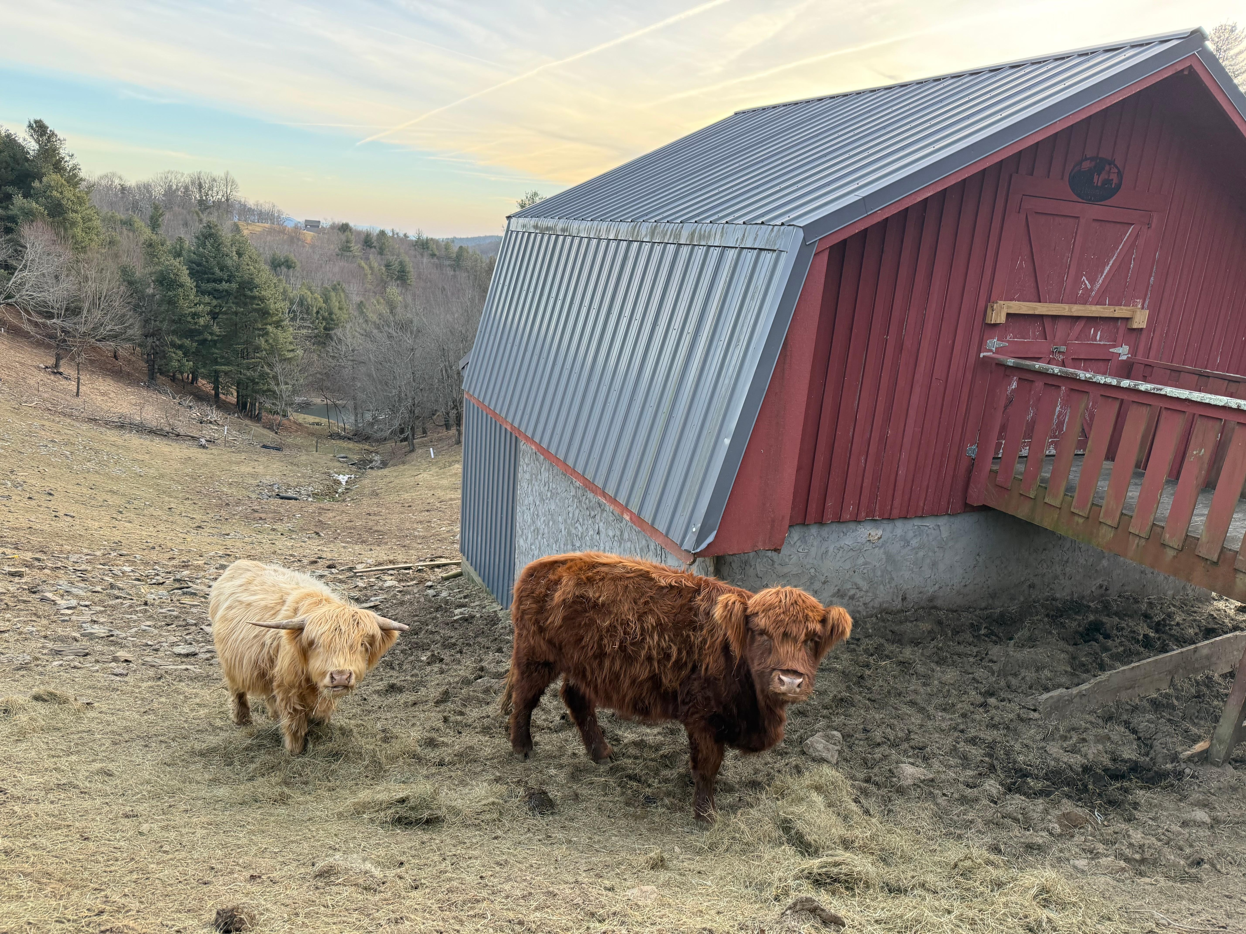 Friendly neighbors we liked to visit during our morning walks. 