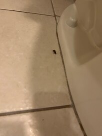 Roaches