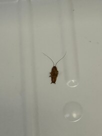 Cockroach in the fridge