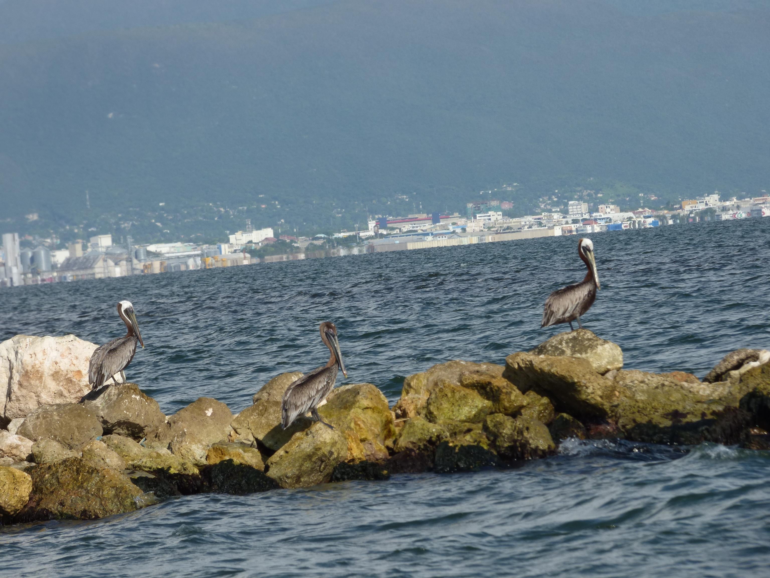 Took a walk in the mornings and saw lots of shore birds like these pelicans. 