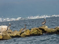 Took a walk in the mornings and saw lots of shore birds like these pelicans.