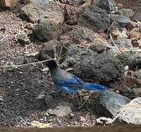 Stellar’s Jay visited often