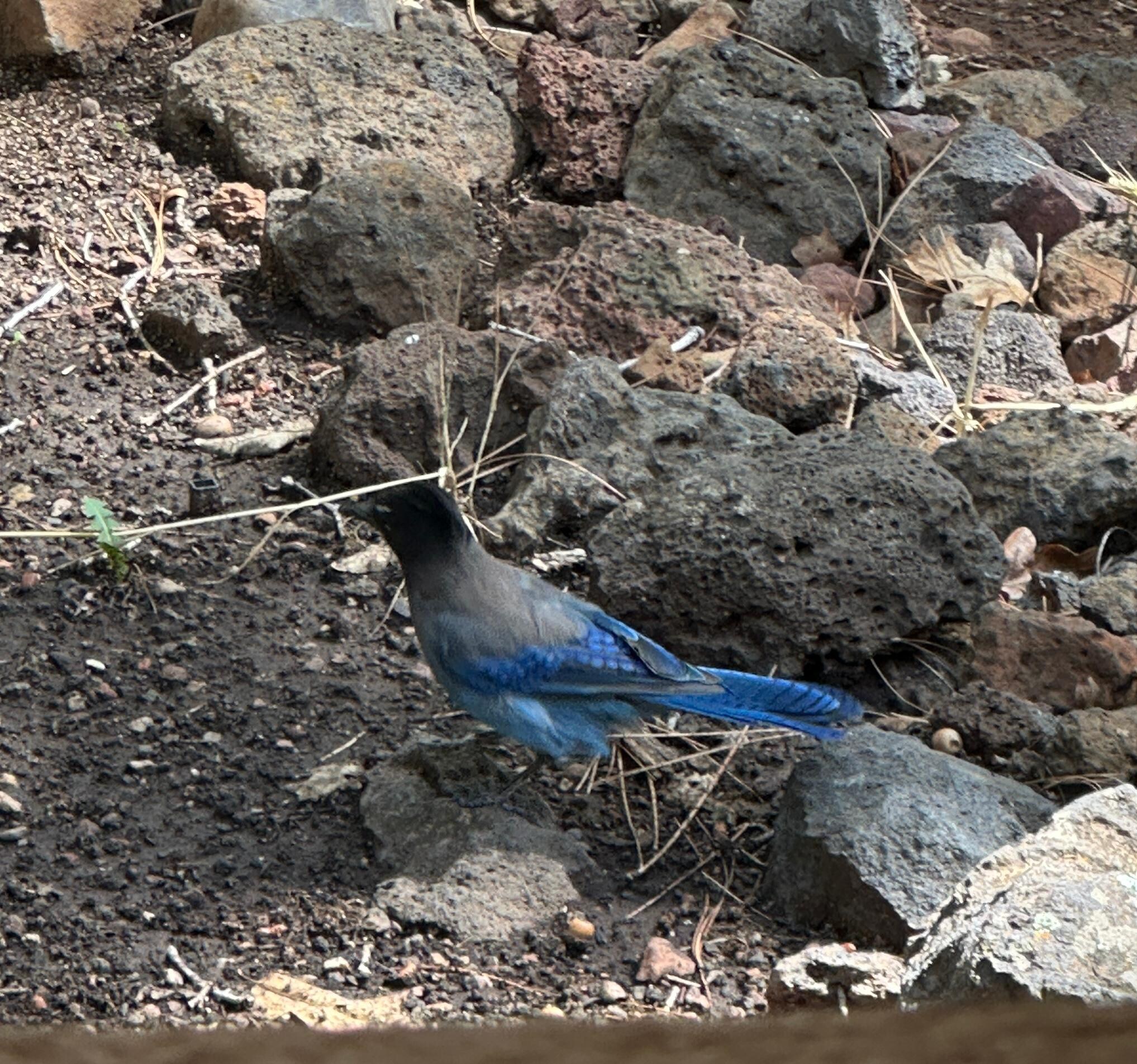 Stellar’s Jay visited often