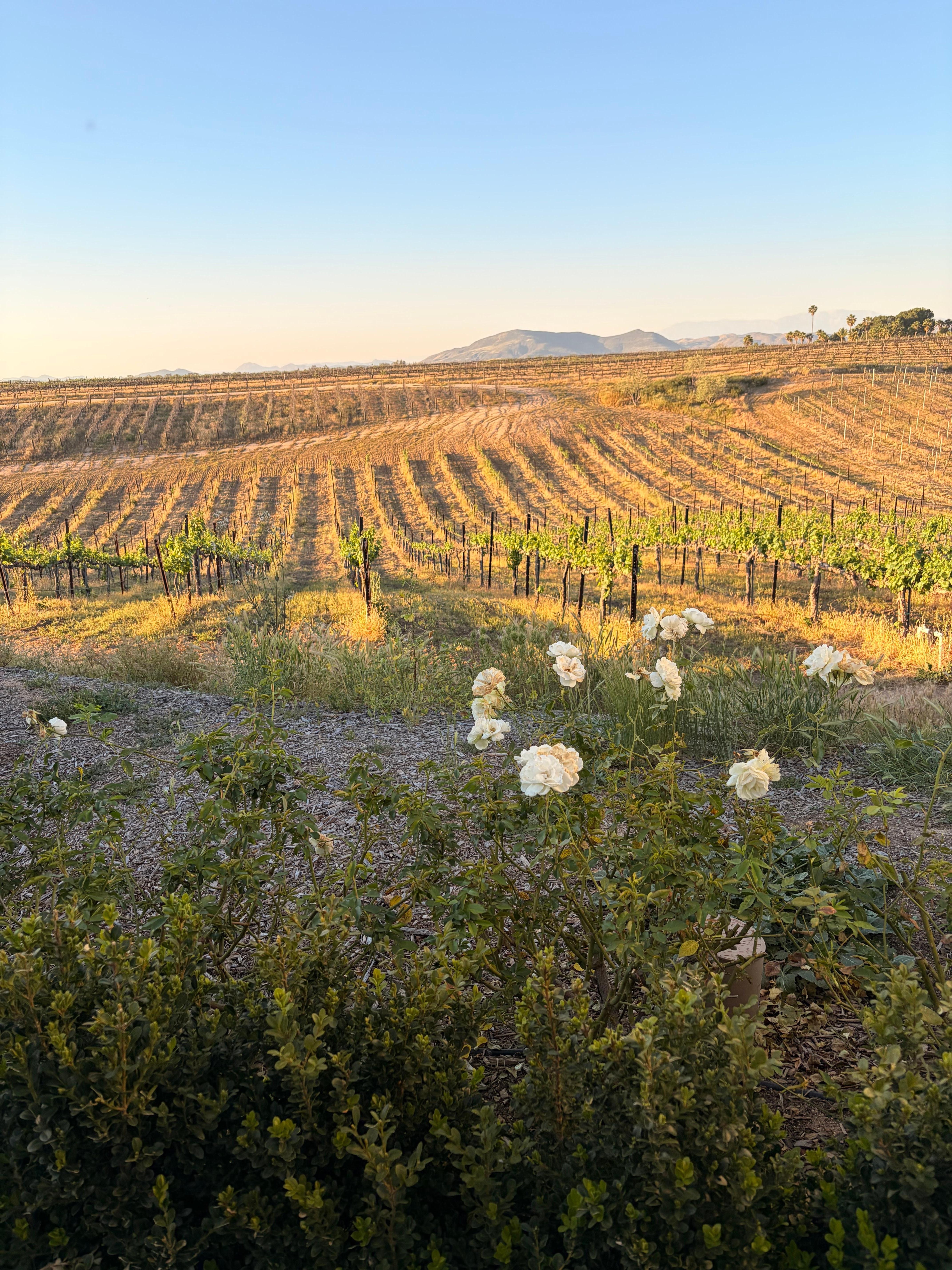 View from the backyard 