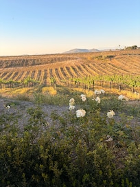 View from the backyard