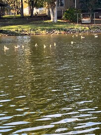 Ducks at the mouth of the cove