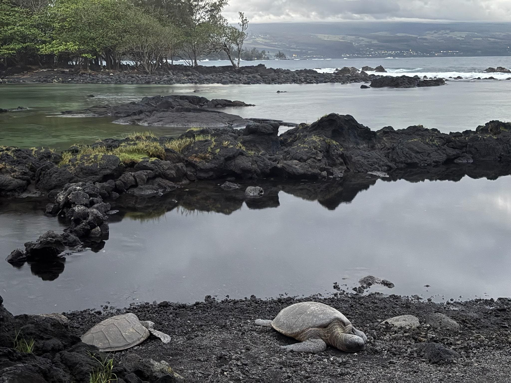 Turtles across the street.