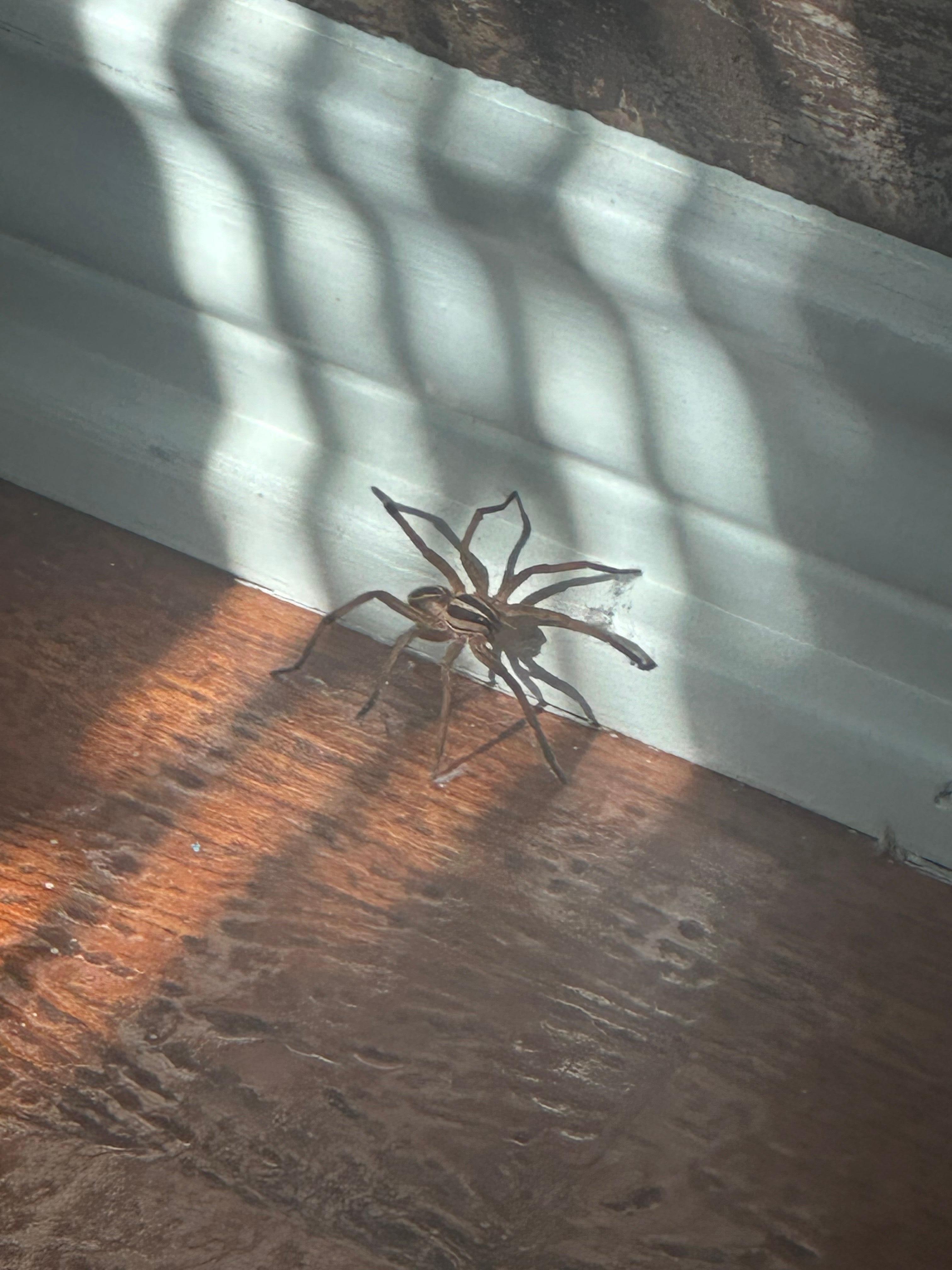Large spider in bedroom.
