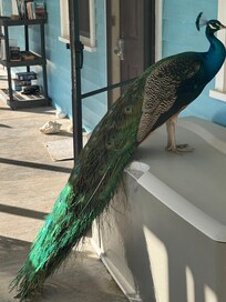 Just your average friendly neighborhood peacock