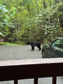 Bear sighting the second night