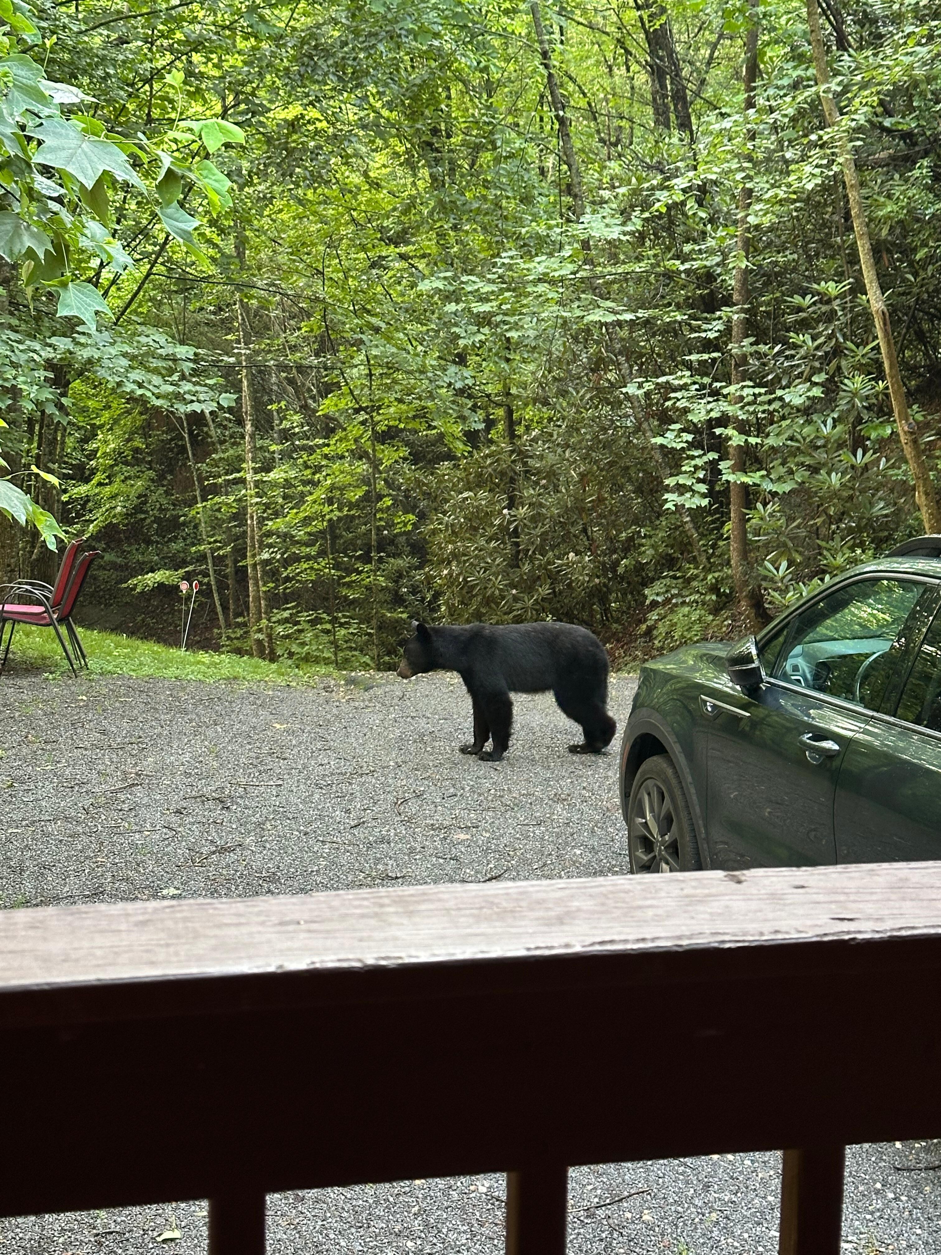 Bear sighting the second night 
