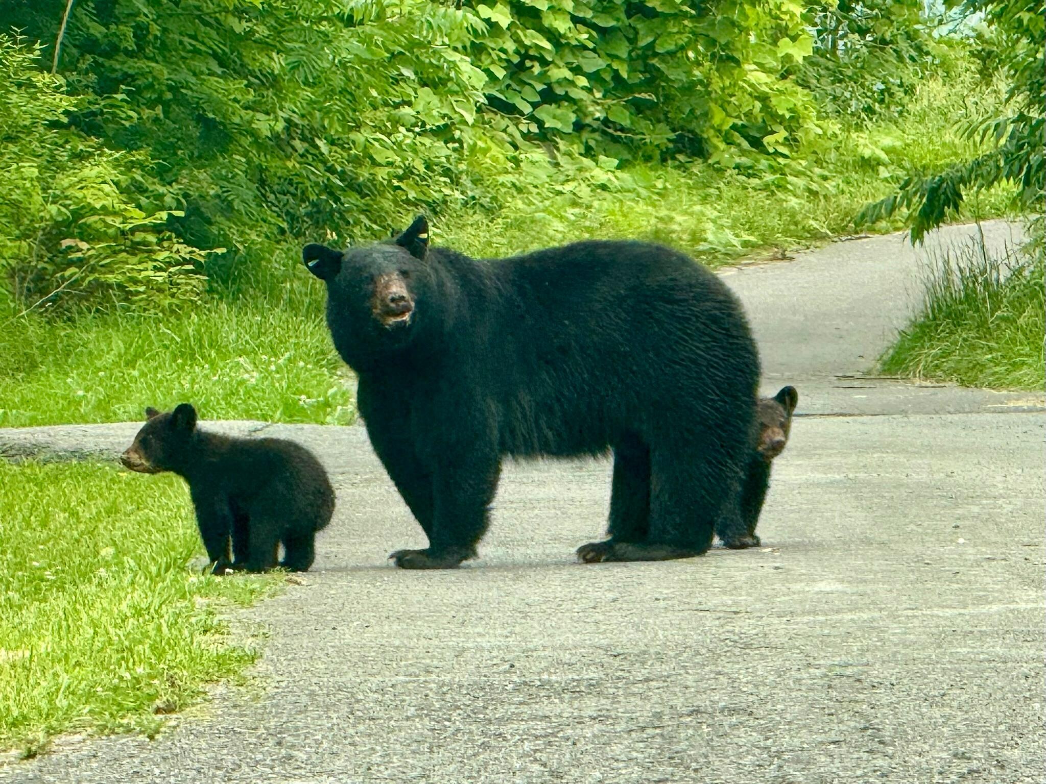 Our Welcoming Committee