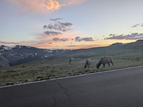 Elk seen less than an hour from the house in RMNP.