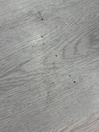 the dead bugs we found on the floor