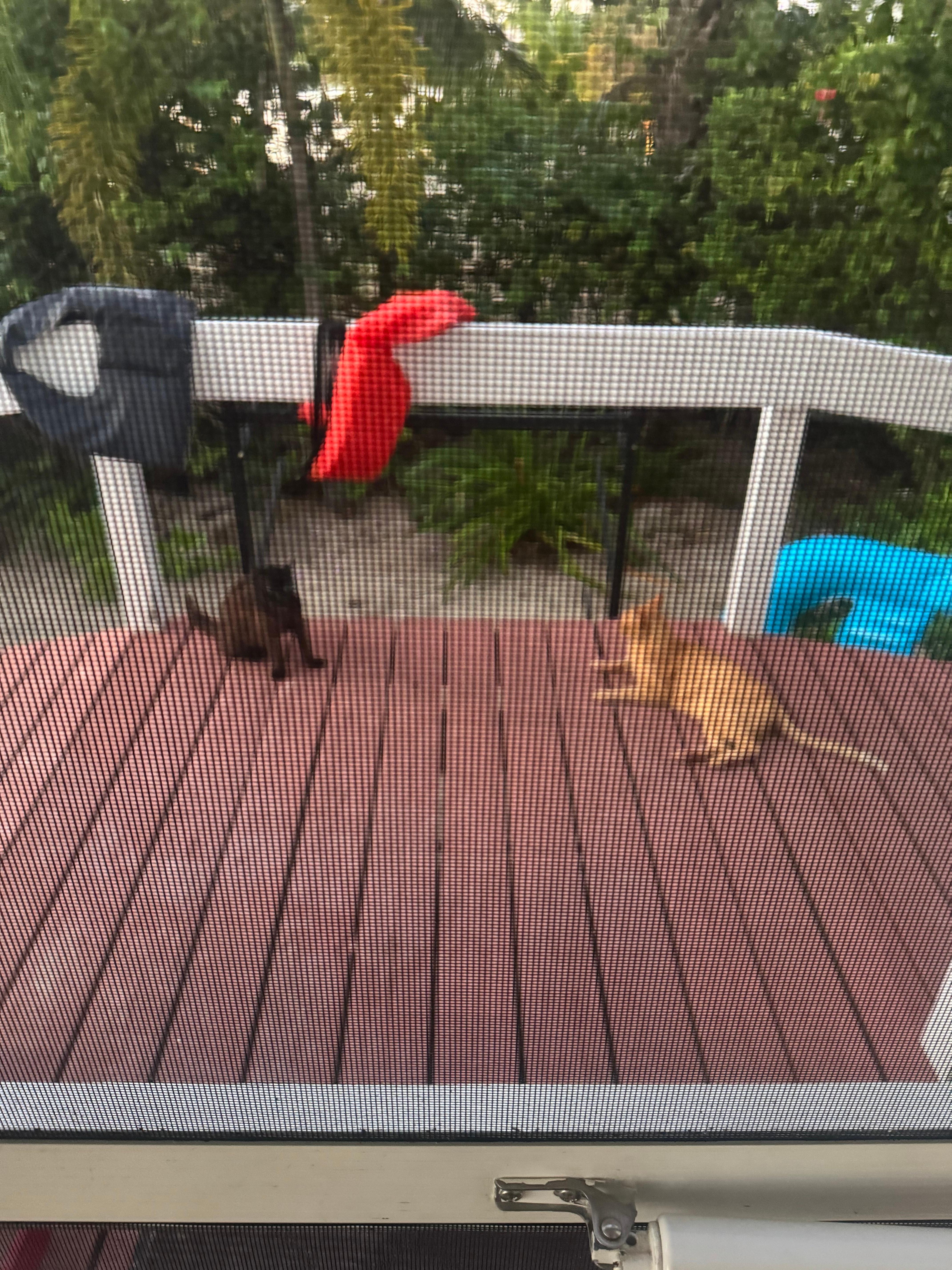 Always several cats on the porch