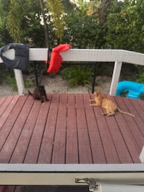 Always several cats on the porch