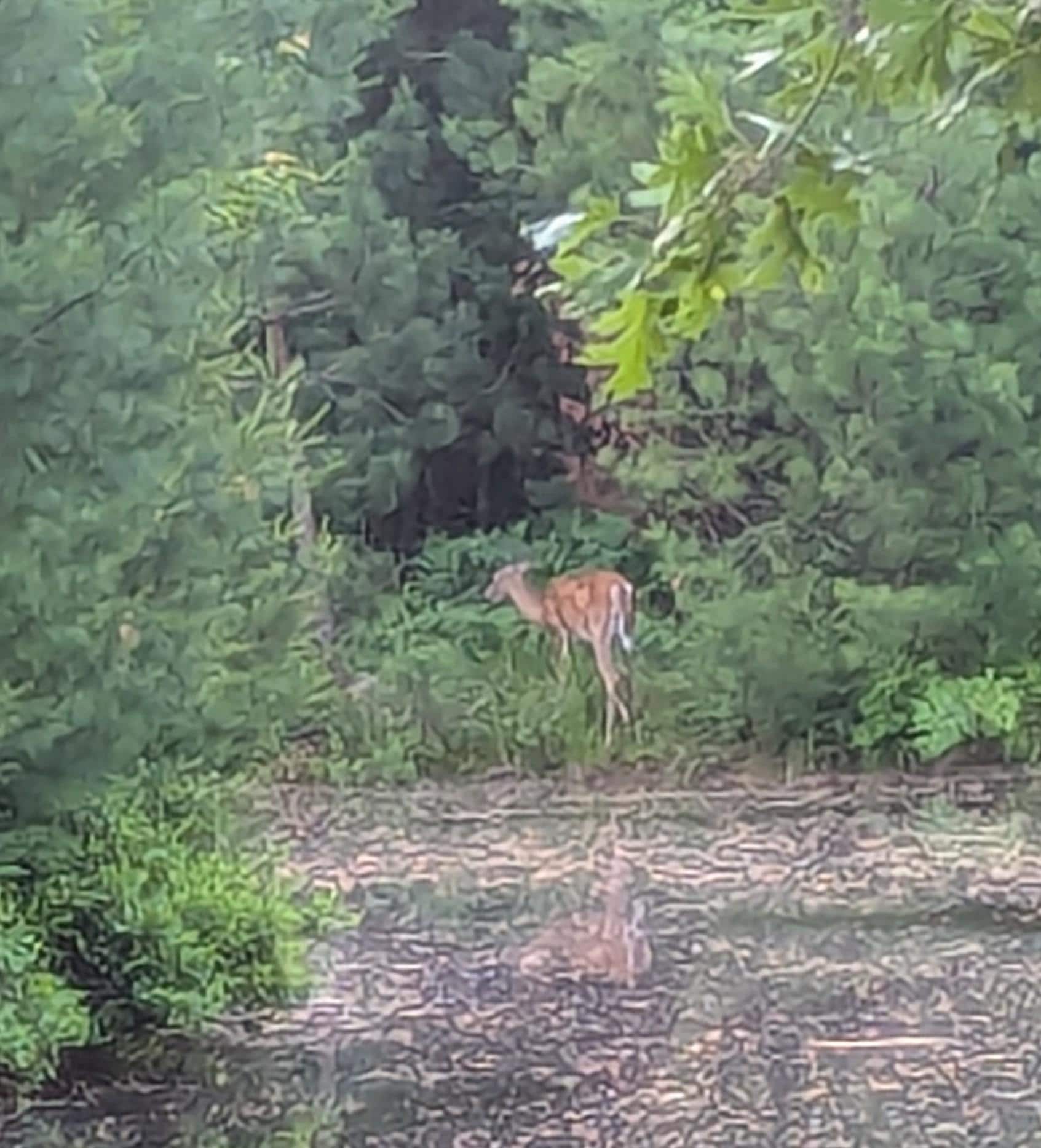 Wildlife in the backyard