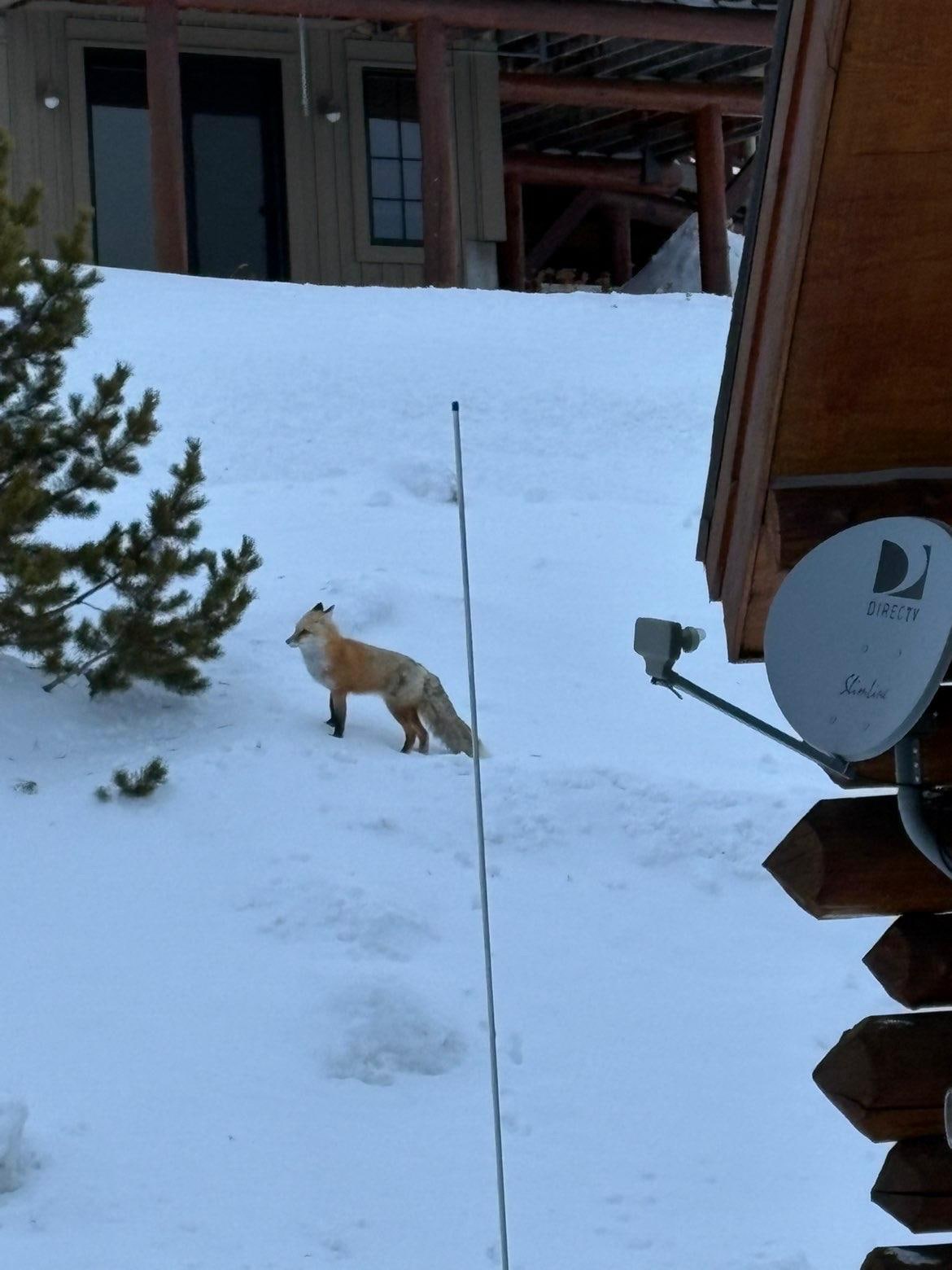 This fox visited us twice during our stay!