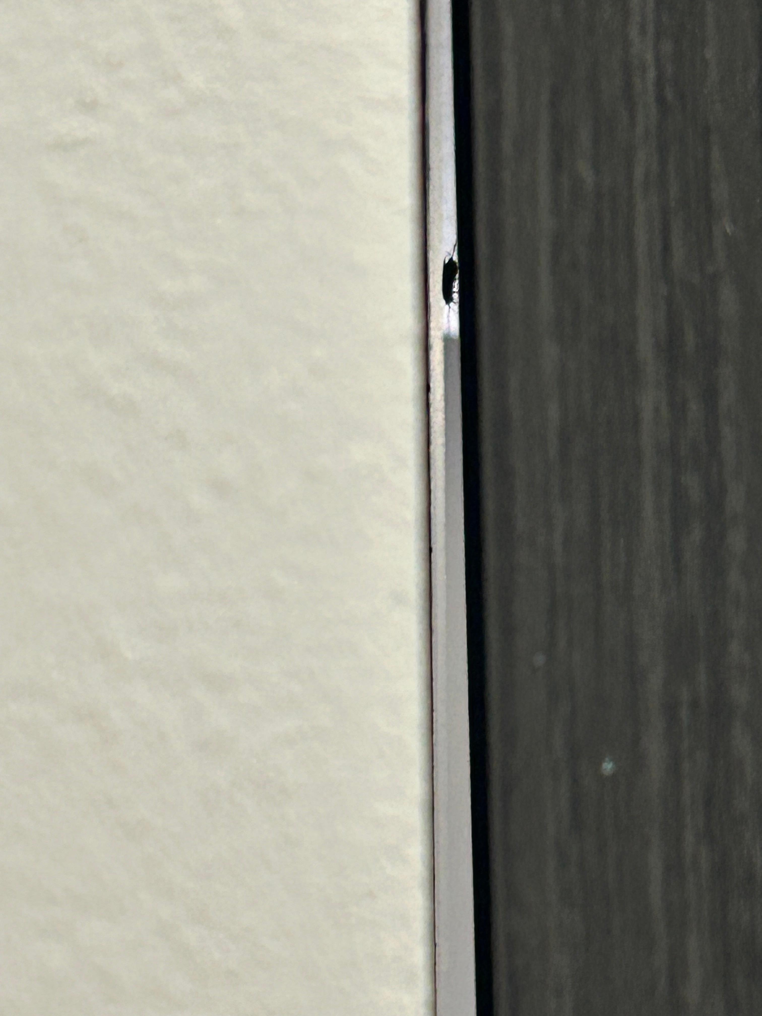 Cockroach between the wall and large mirror. 