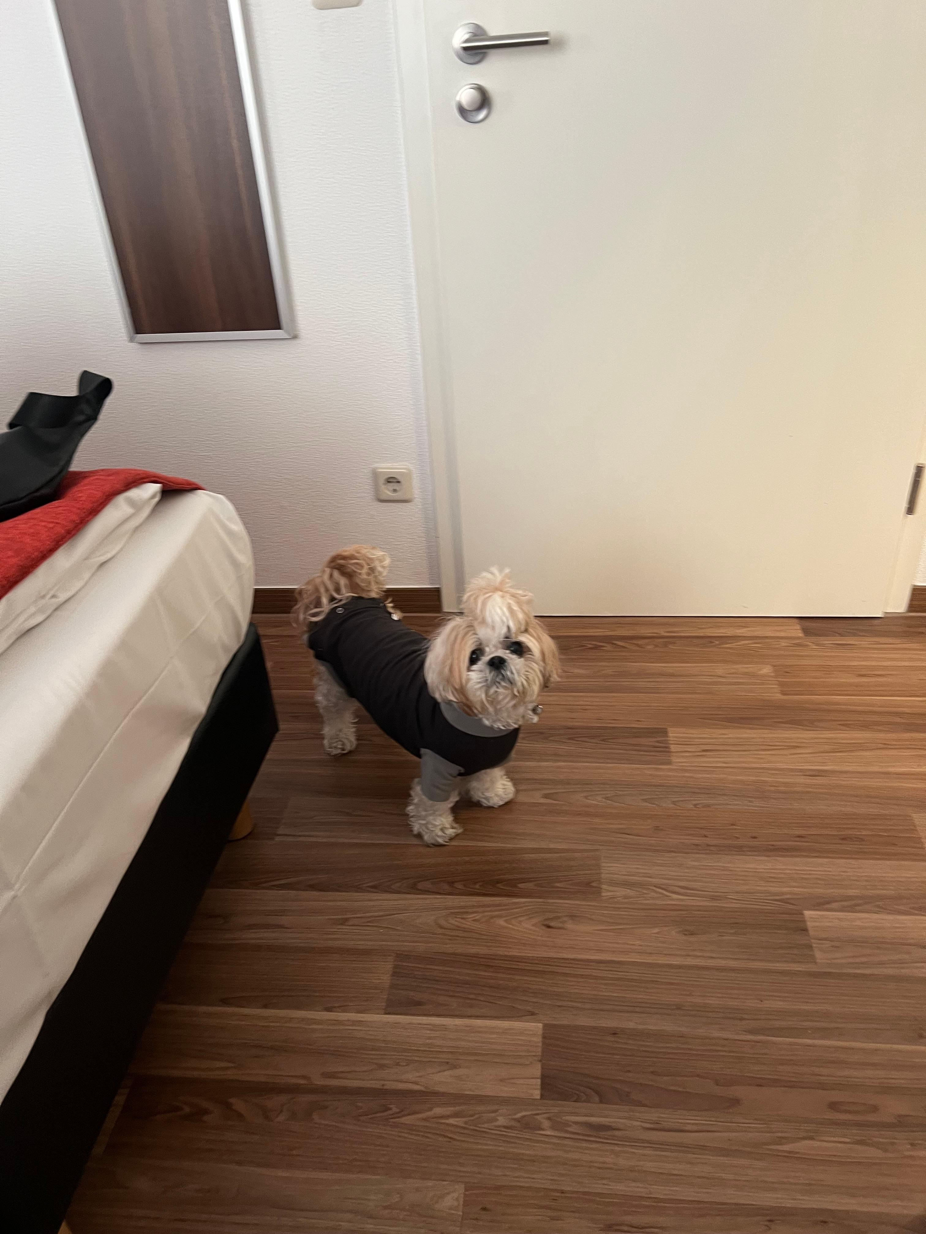 Hundevenligt hotel