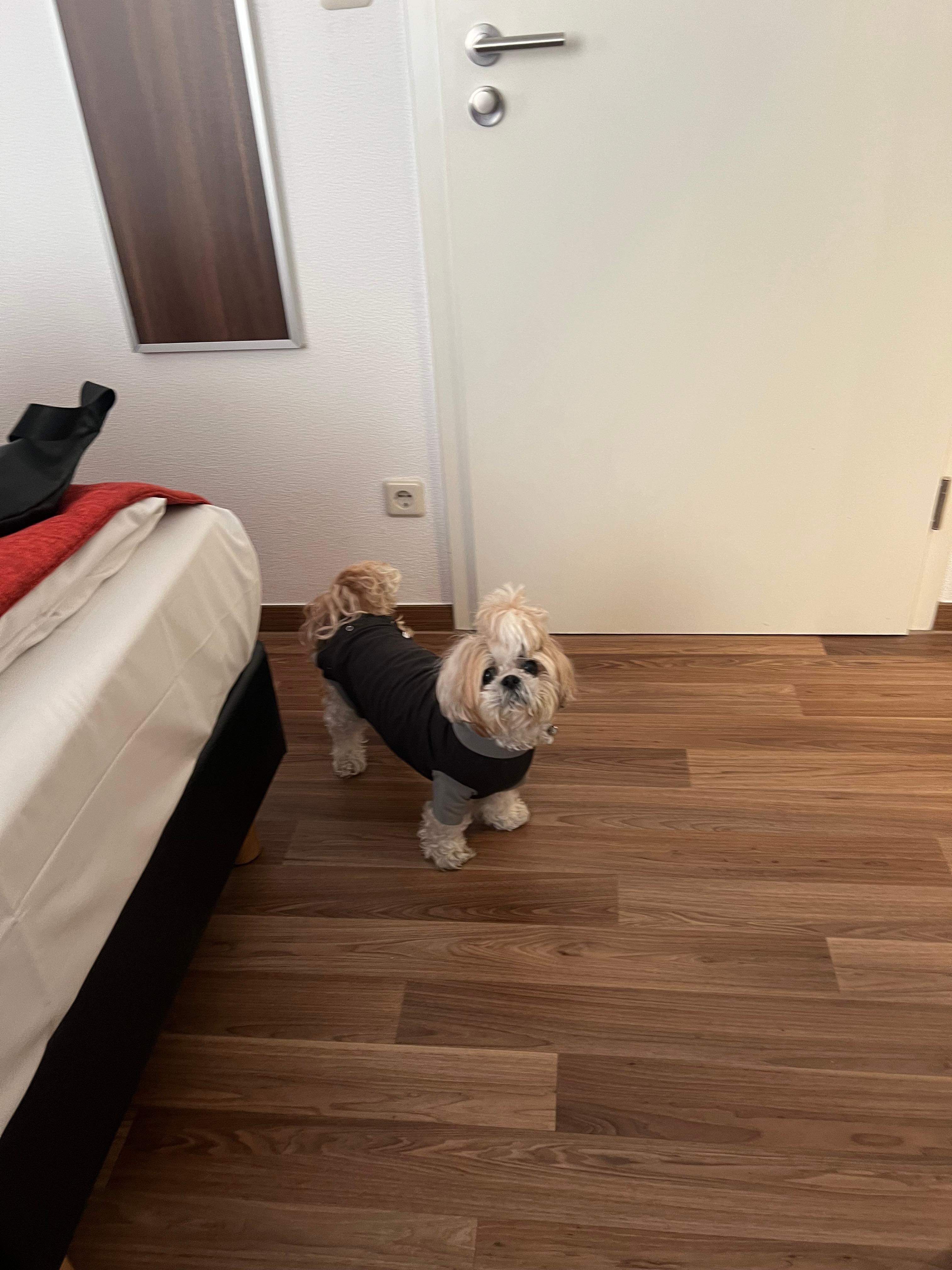 Hundevenligt hotel