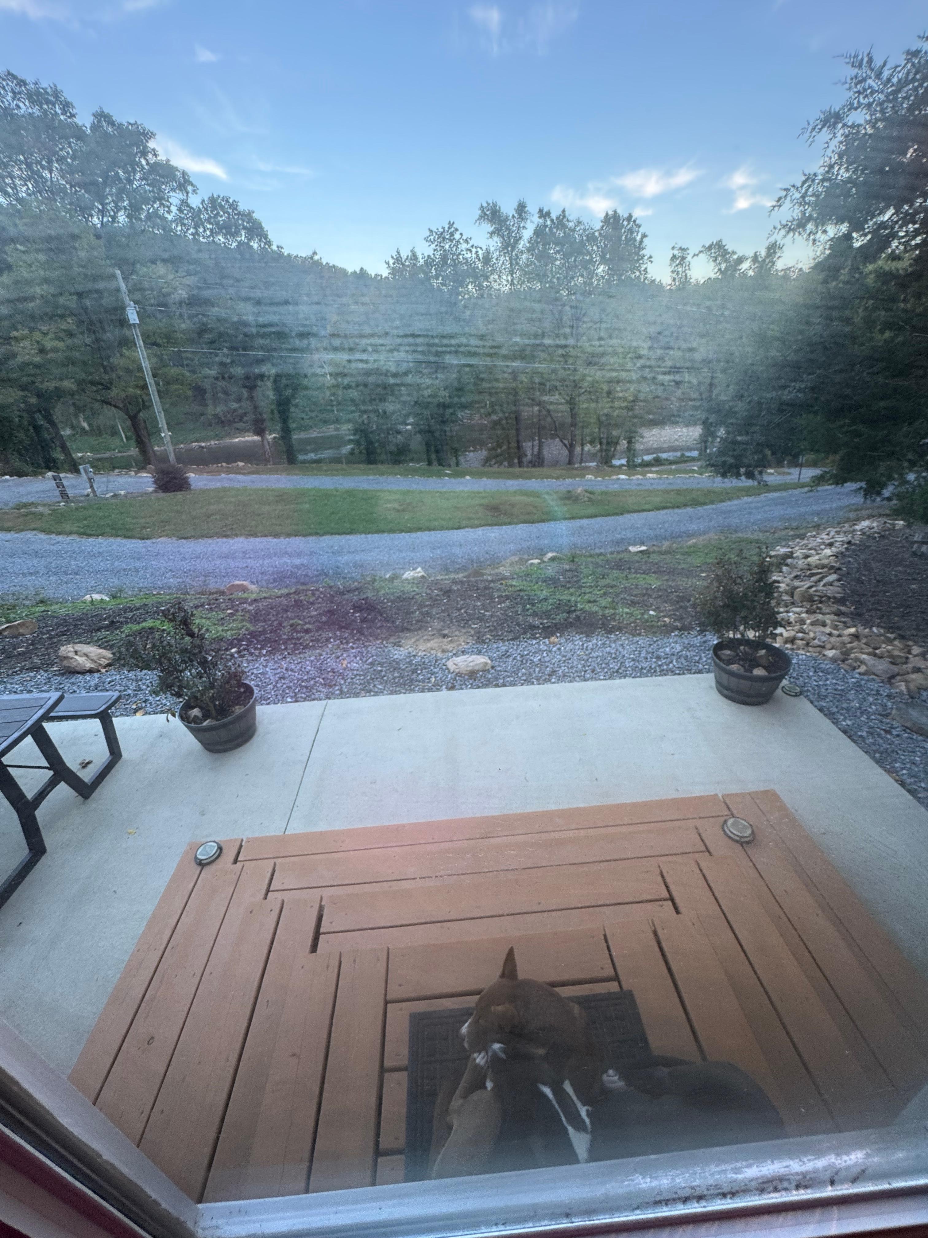 The homely dogs keeping us safe! 