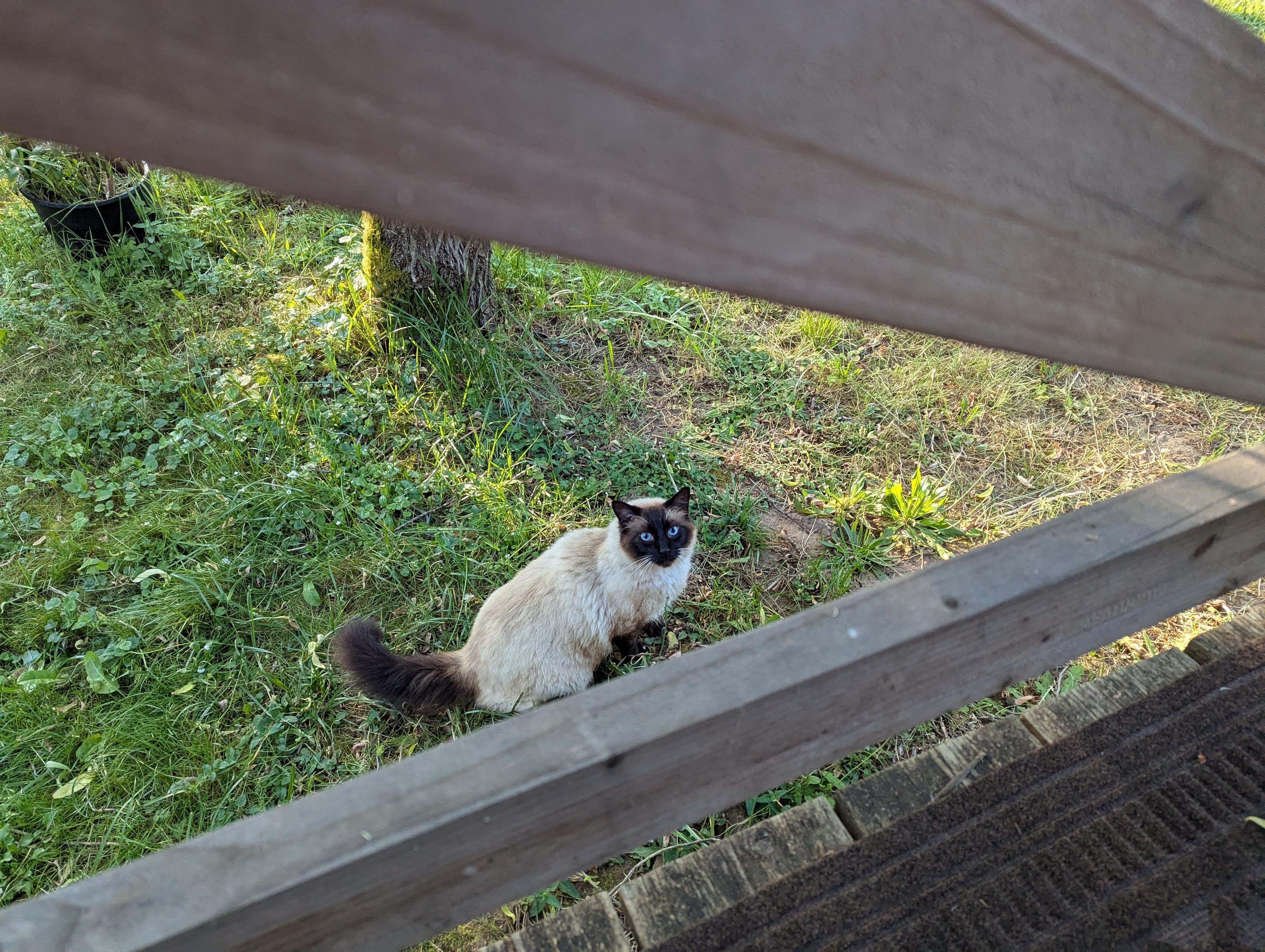 One of the kitties came to say hello