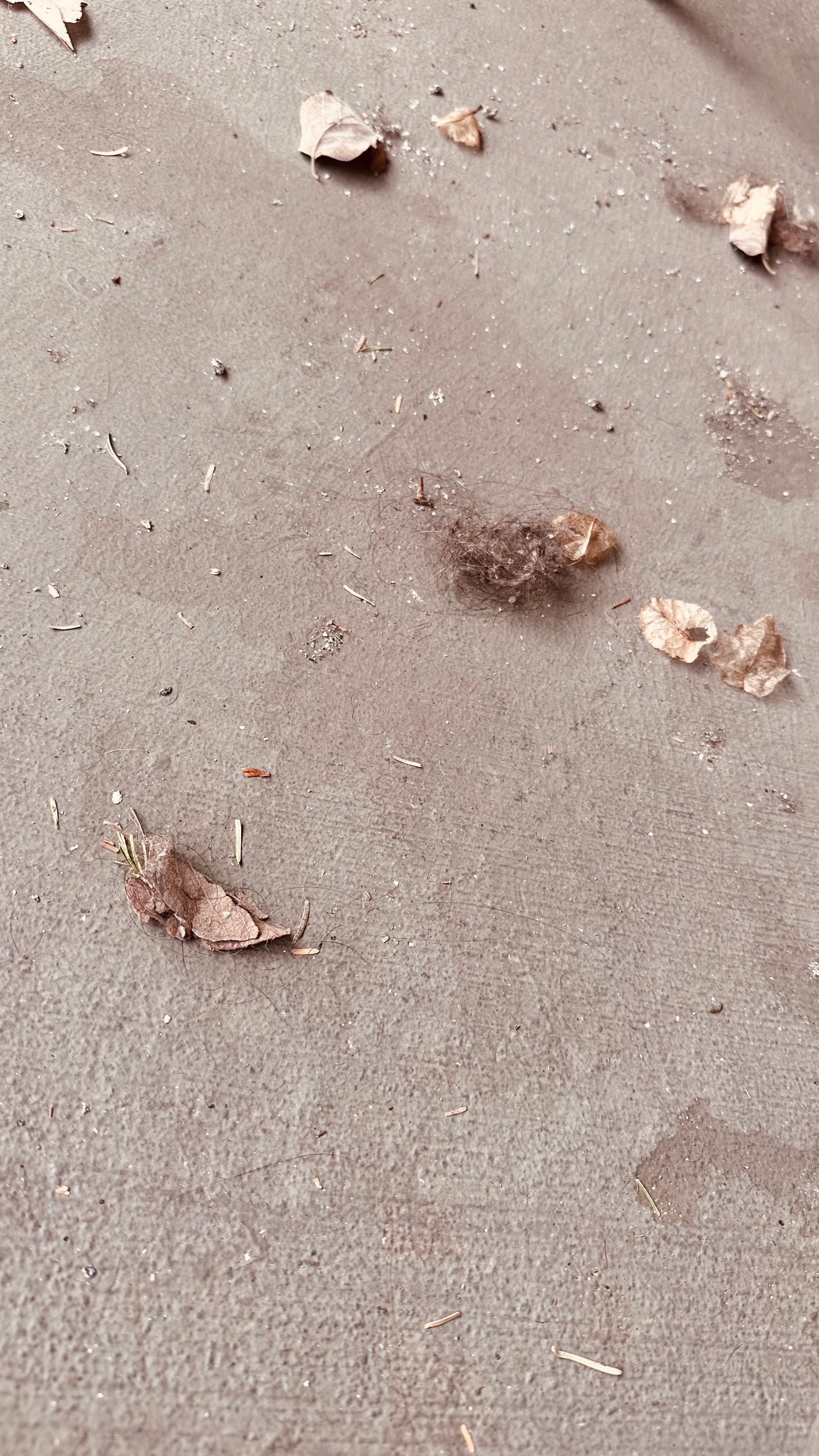 Hair balls on back patio