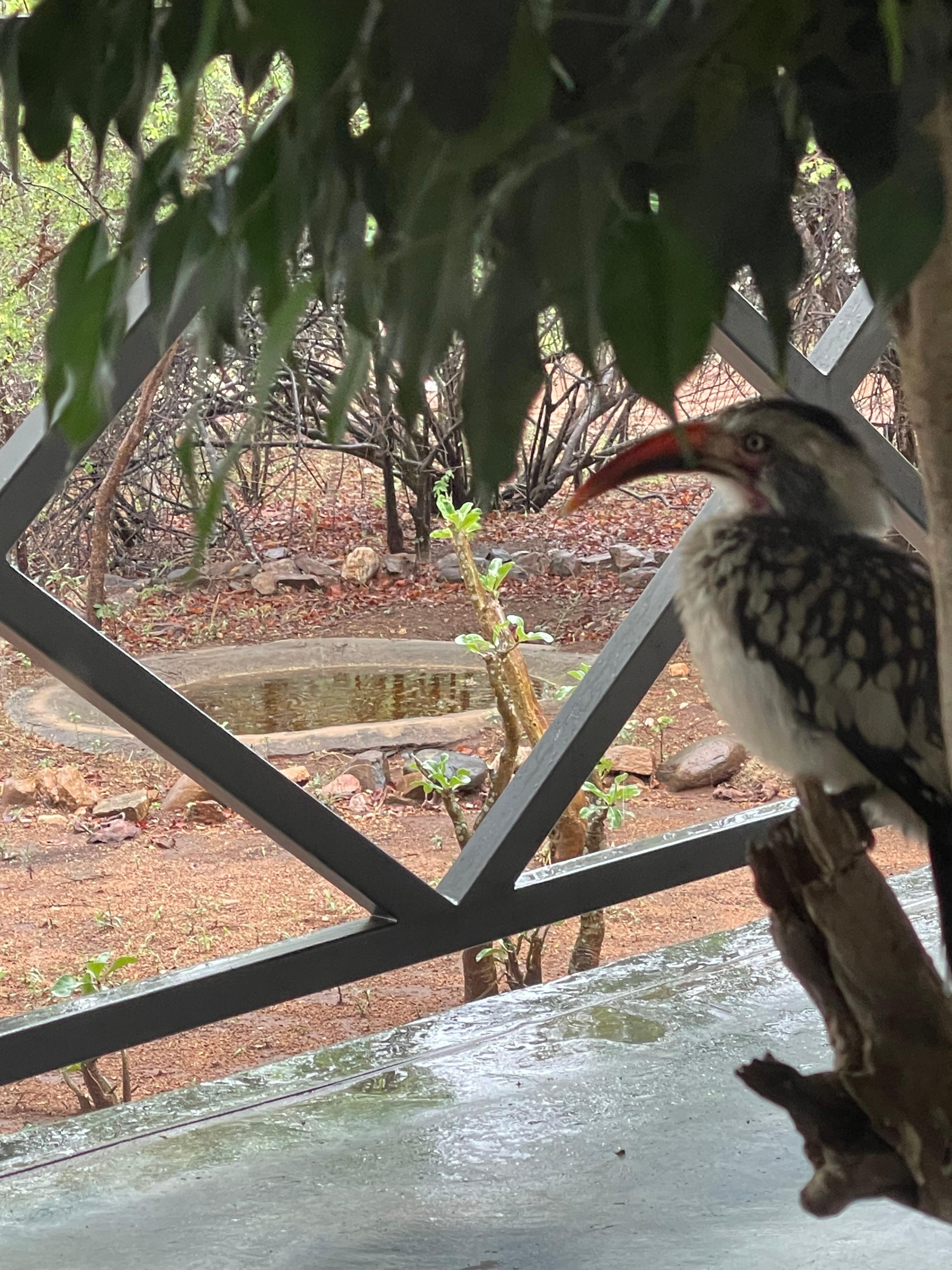 Hornbill on porch of Belgium Inn