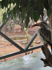 Hornbill on porch of Belgium Inn