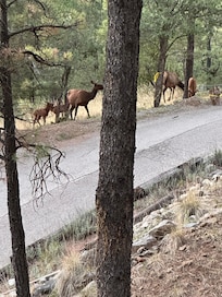 Some evening visitors