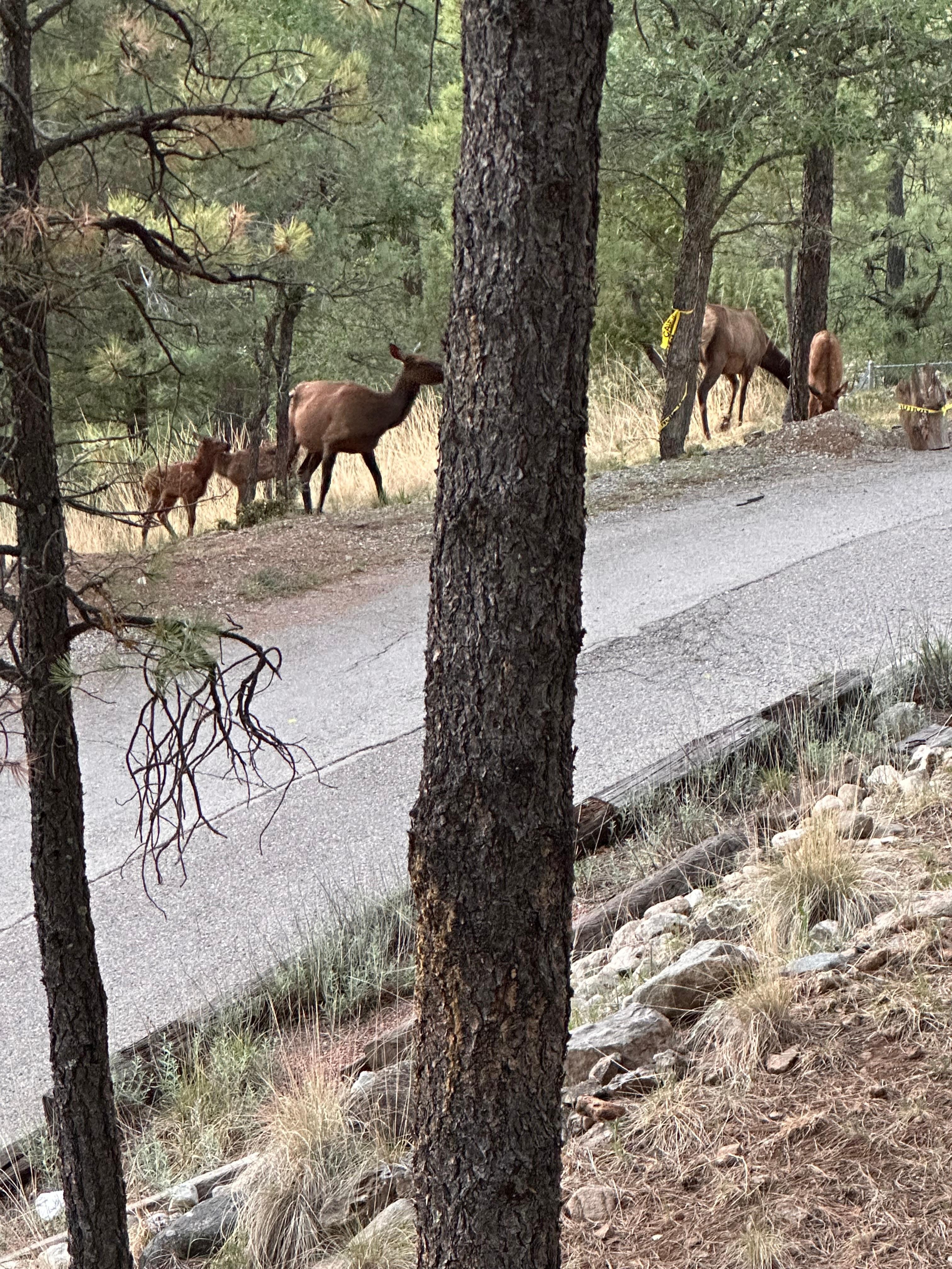 Some evening visitors
