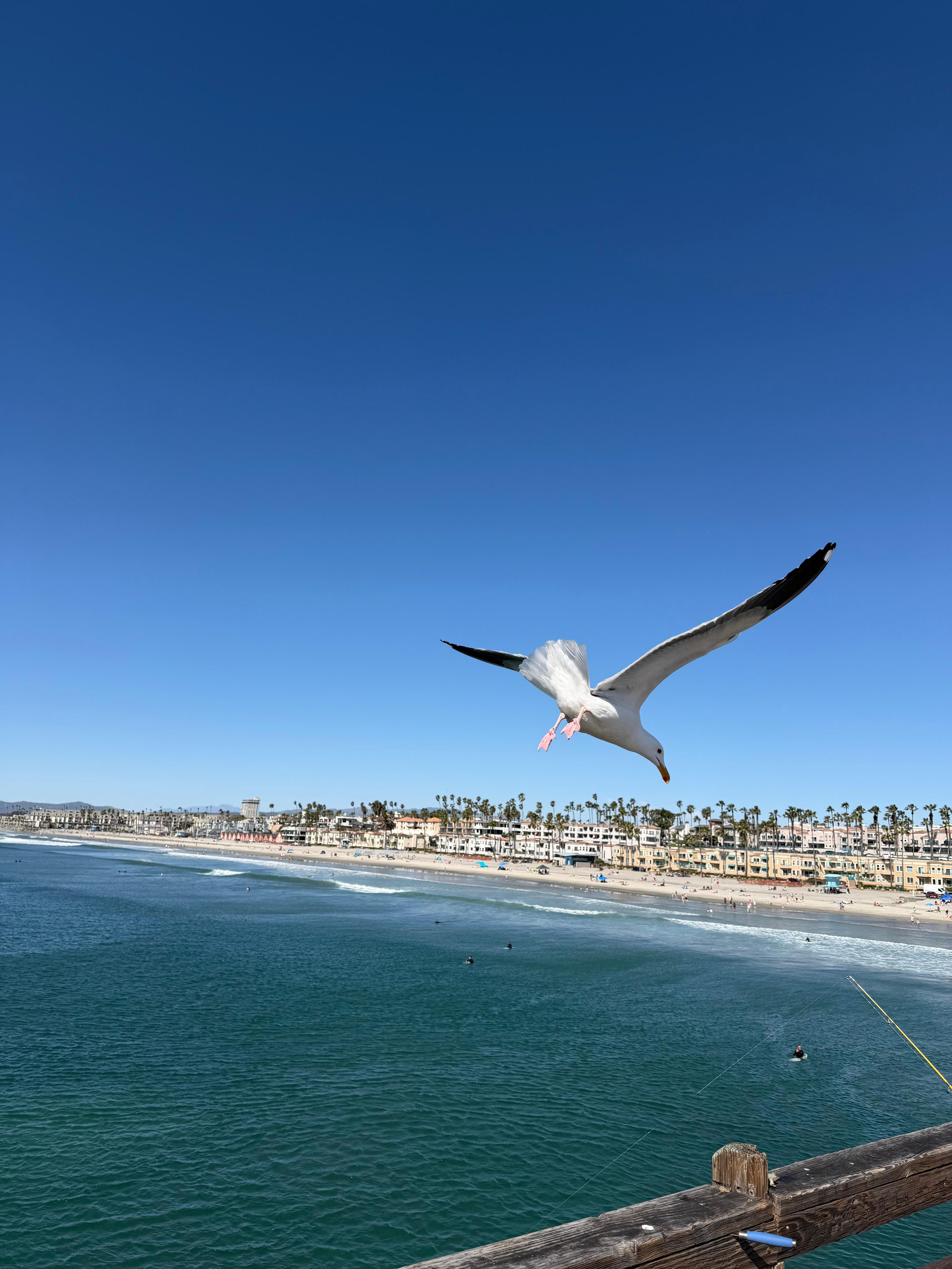 birds on the pier looking for food
