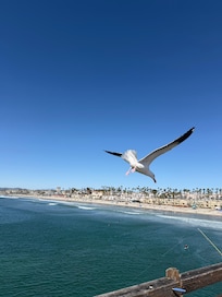 birds on the pier looking for food