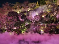 Evening view of the garden