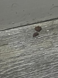 More rodent droppings near the bed frsme