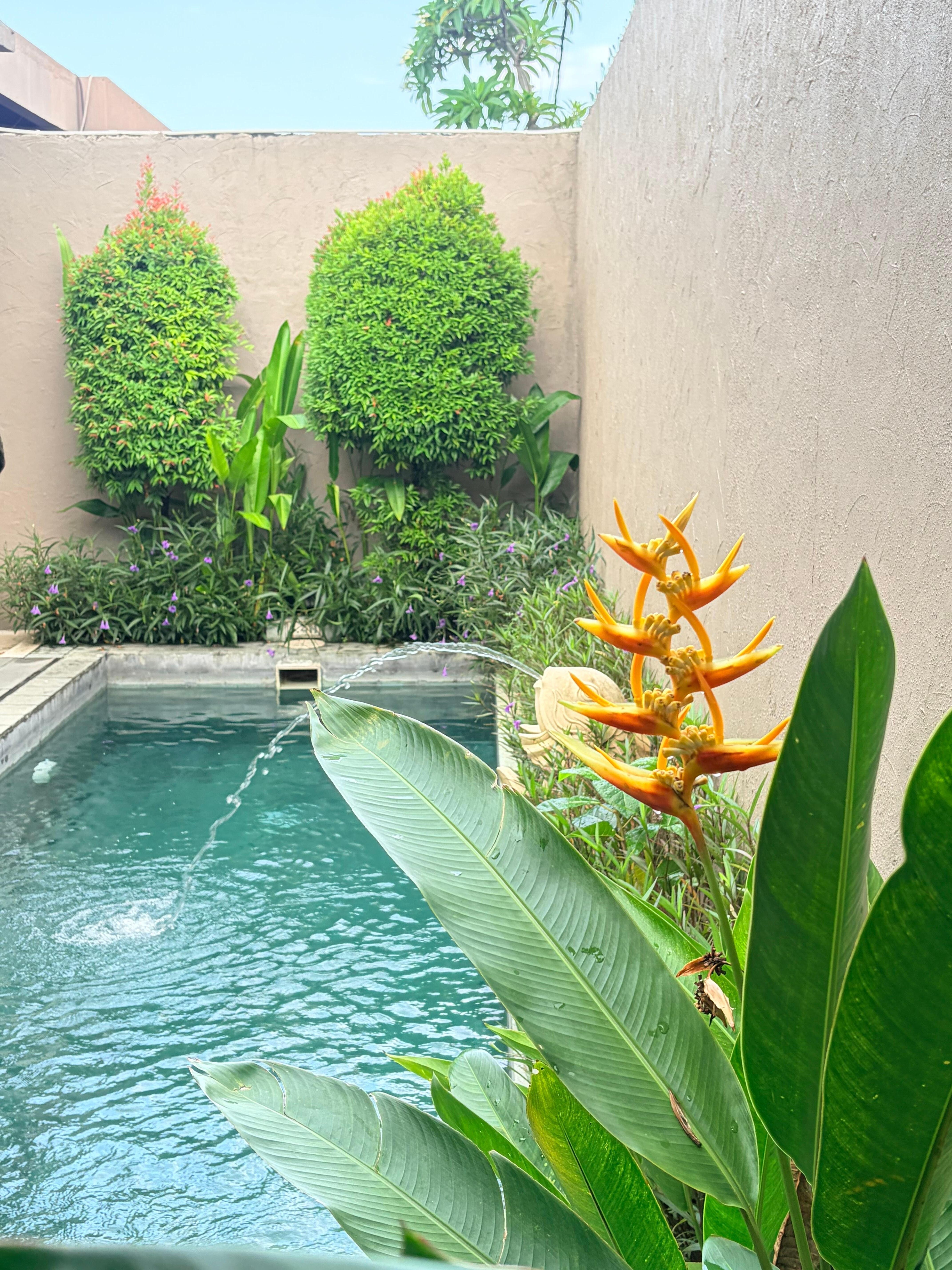 Tropical garden, outdoor shower , lounge & kitchen 
