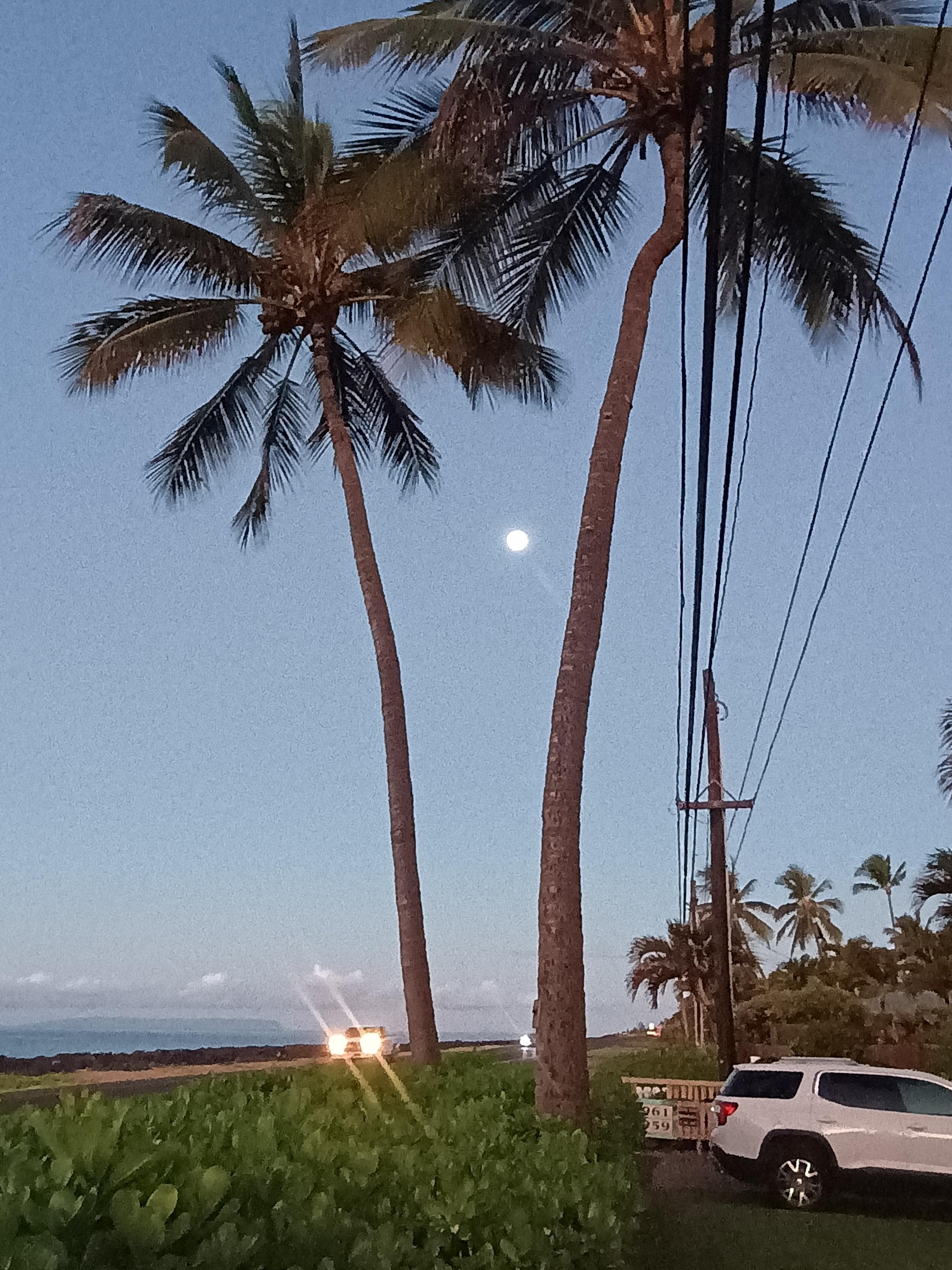 Palm trees in front with full moon, early morning photo.