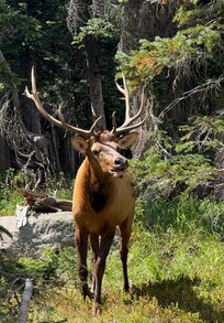 Bull elk near Bear Lake