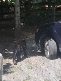 The bear, of course.