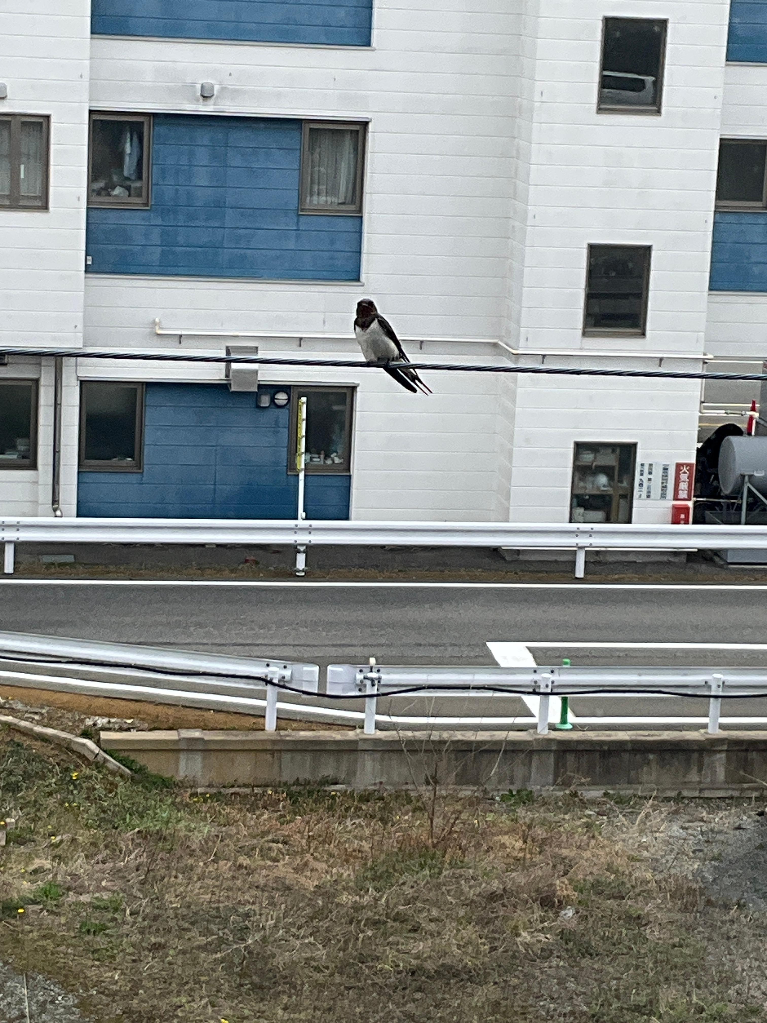 ホテルの後ろにLRTが通ってますが全くうるさくありません。
燕が部屋から見れました！