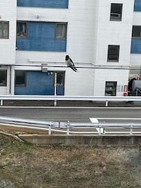 ホテルの後ろにLRTが通ってますが全くうるさくありません。
燕が部屋から見れました!