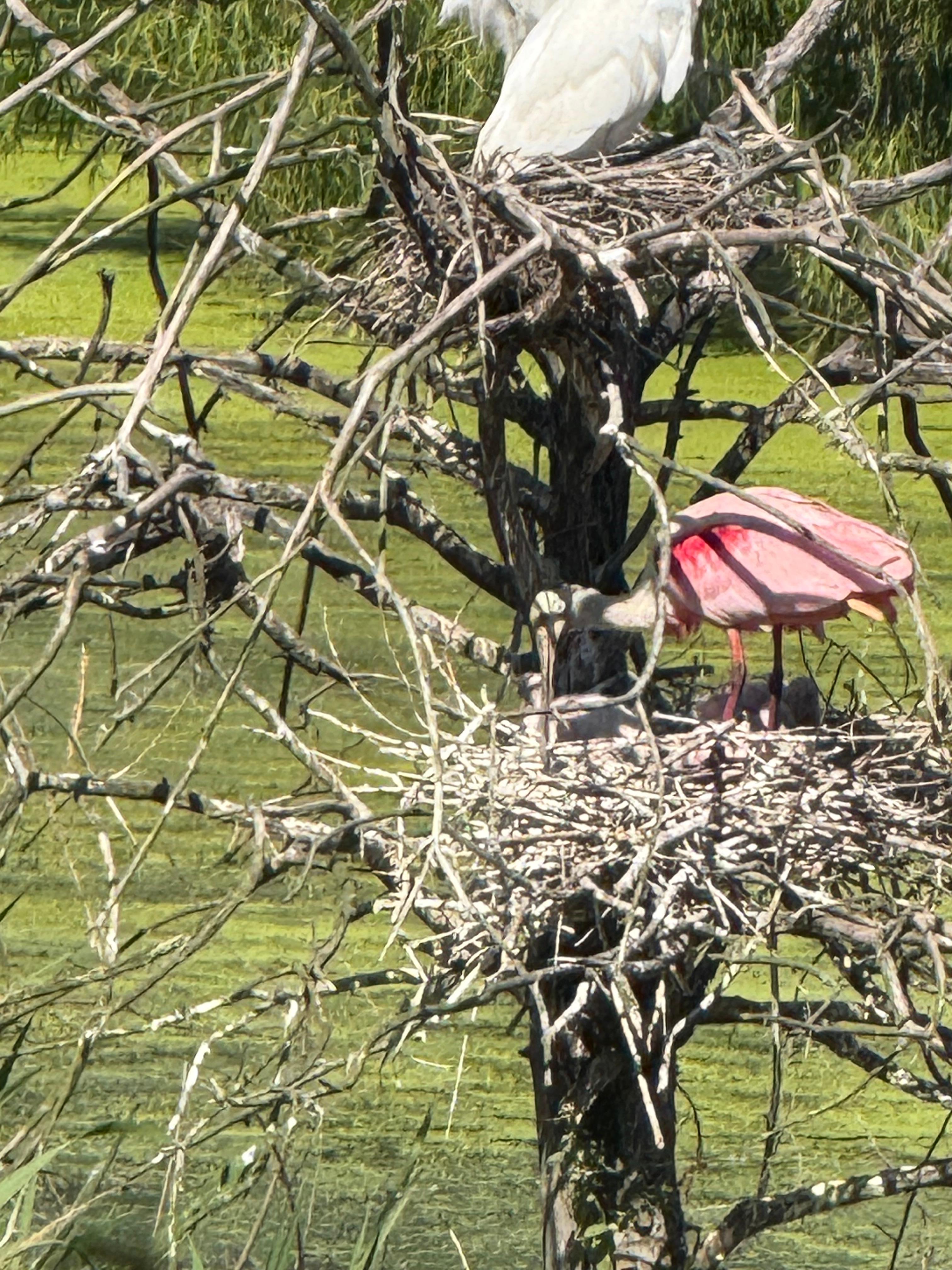 Great birding.