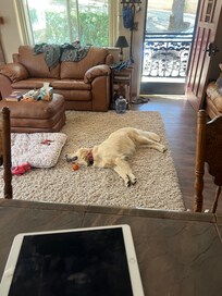 Sandy relaxing after a morning hike.