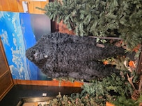 AHHHHHHH!!!!!!! BIGFOOT!!!!!!